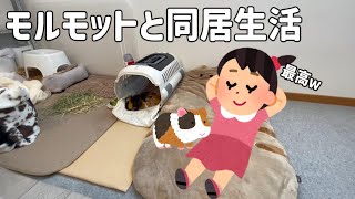 飼育歴５年が語る！モルモットと仲良くなれる全開ケージの作り方　How to build a guinea pig cage