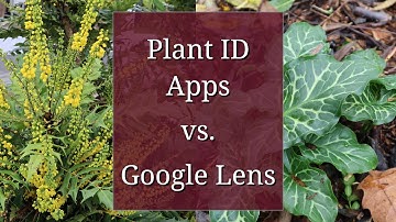 Plant ID Apps vs. Google Lens: Identification Performance Reviewed