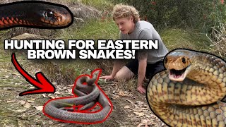 SYDNEY SUBURBS FULL OF VENOMOUS SNAKES