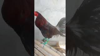 ? Green legs checken paano mag breedingshortvideo farming breeding chicken