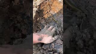 Digging for eels. #shorts #eel #snake #fishing #eelcatch #fishingequipment #fishinggear #eelcatch
