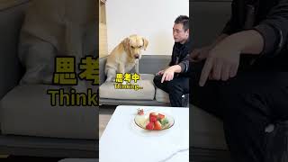 【旺仔很忙🐶Wangzai is busy】原来狗子也经不起怂恿It turns out even the dog can't resist temptation. image