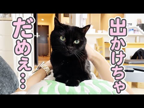 A spoiled cat climbs on top of his mother and prevents her