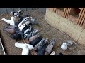 Шок ! Такого птичьего хозяйства вы ещё не видели ! Shock ! You haven*t seen such a bird farm yet !