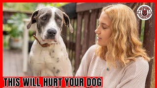 10 Human Habits Dogs Hate