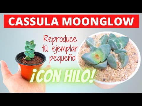 Video: Graptoveria 'Moonglow' Información: Consejos para cultivar una suculenta Moonglow