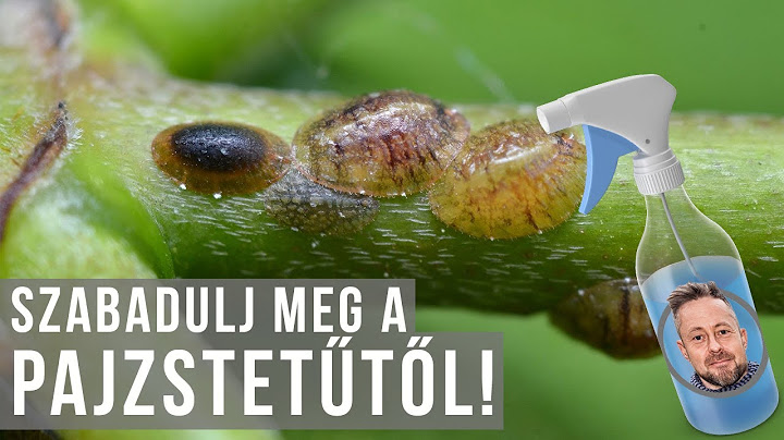 Hogyan szabadulj meg a tetvektől?