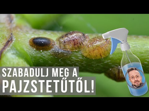 Videó: Hogyan lehet megszabadulni a skunktól: 8 lépés (képekkel)