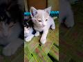 chat baby kitten cute beautiful