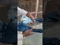 Low flyer pigeon || Patti wale kabutar #pigeon #pattiwalekabootar #kabutar
