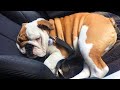 Try not to laugh  english bulldogs doing funny things  02 2020 animal lovers