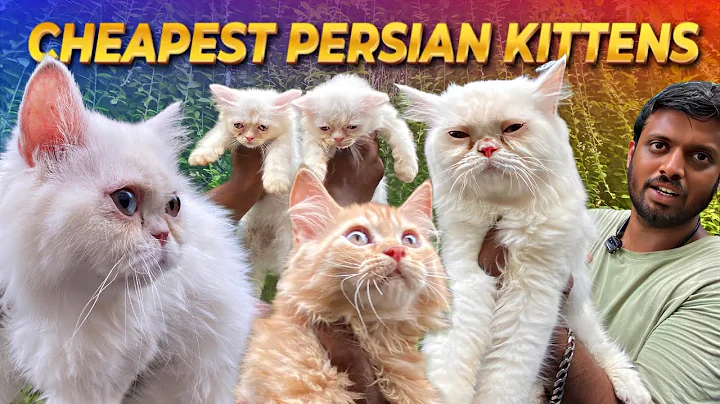 Video 11754561: persiancat pets, persian cat, persian kitten, cat grooming, cat lovers, review