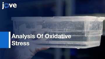 Analysis Of Oxidative Stress In Zebrafish Embryos l Protocol Preview