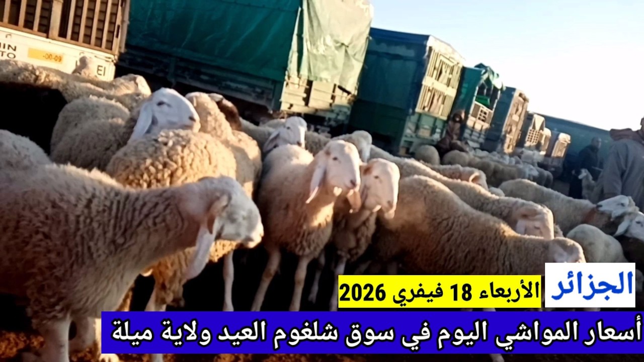 أسعار المواشي اليوم في سوق شلغوم العيد ولاية ميلة الجزائر الأربعاء 18 فيفري 2026