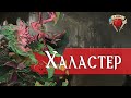 Безумный маг Халастер | Dungeons and Dragons Lore