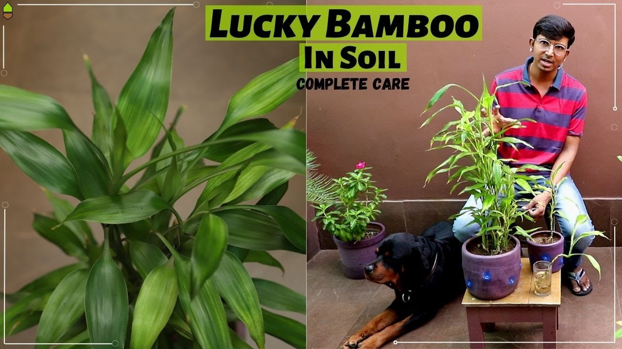 How to Grow Lucky Bamboo in Soil || Dracaena Sanderiana || Lucky Bamboo  complete Care