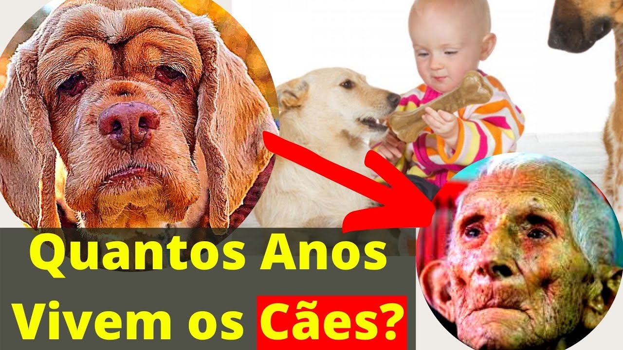 IDADE DE CACHORRO PARA HUMANO – Quantos Anos Vivem os Animais