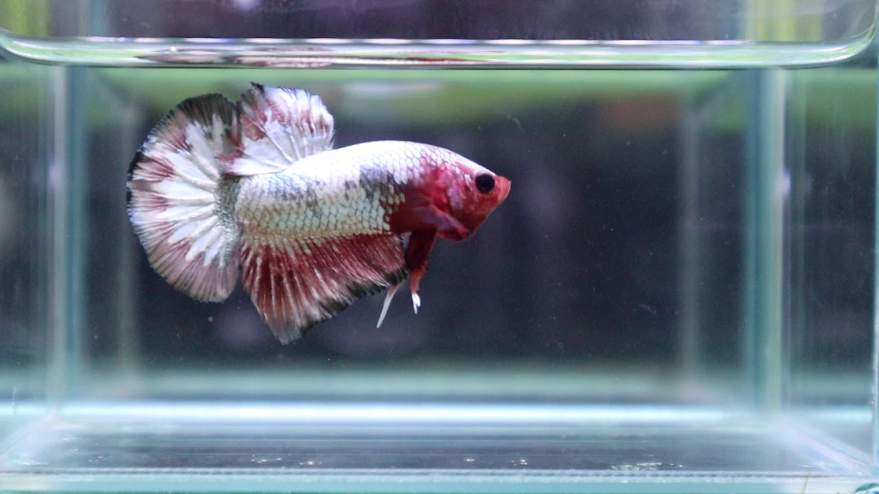 [214_A3]Live Betta Fish High Quality HMPK Male Red FCCP 📸Video Included ...