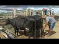 Especial Hernandes das Vacas Leiteira | Feira do Gado de Campina Grande