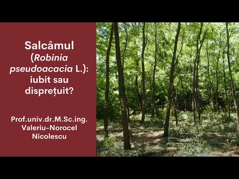 Salcâmul (Robinia pseudoacacia L.): iubit sau disprețuit?