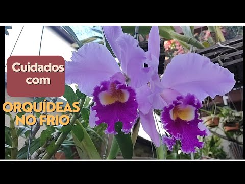 Vídeo: Cuidados com orquídeas