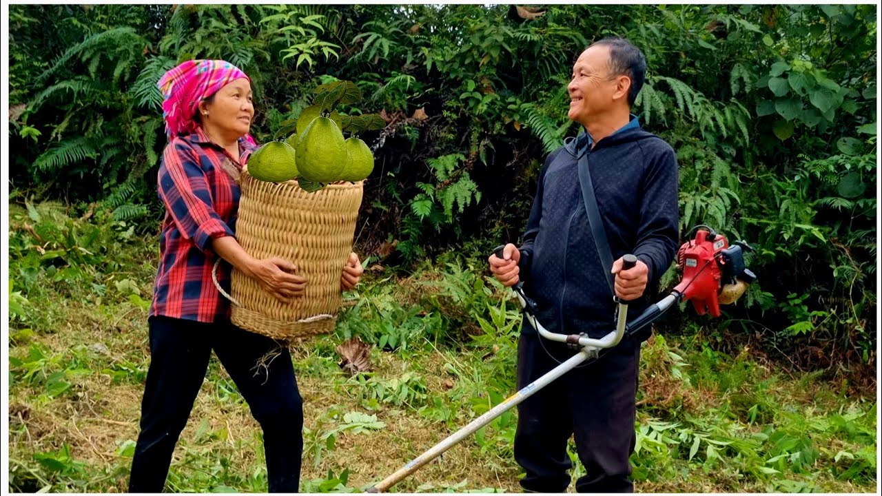 После сбора урожая гуавы для продажи на рынке дядя Винь скосил газон в огороде.