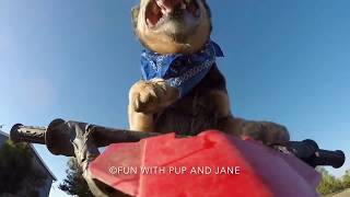 ATV-Driving Dog Mr Rogue-Fun with Pup and Jane by Fun with Pup & Jane 1,132 views 6 years ago 48 seconds