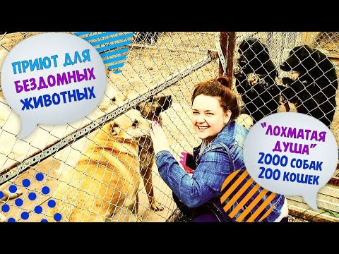 СЪЕЗДИЛИ В ПРИЮТ ДЛЯ БЕЗДОМНЫХ ЖИВОТНЫХ "ЛОХМАТАЯ ДУША"