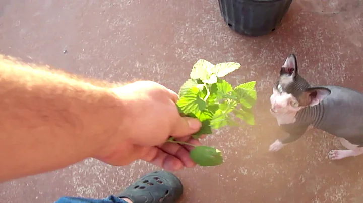 Video 1259571: sphynx eating, cute funny sphynx, eating talking