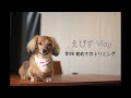 【保護犬】初めてのトリミング【カニンヘンダックスえびすの日常】