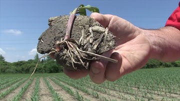 Corn School: Learning from 2019 plant roots