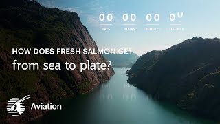 How does fresh salmon get from sea to plate? (4K)