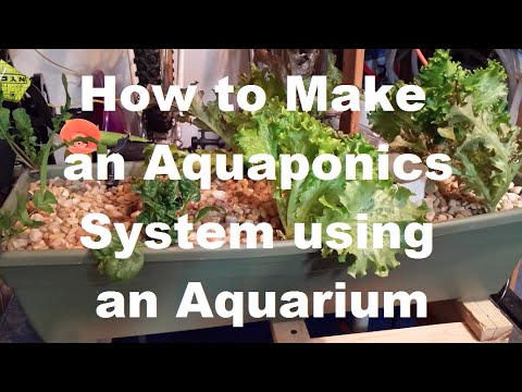 How To Build an Aquaponic System with an Aquarium. - YouTube