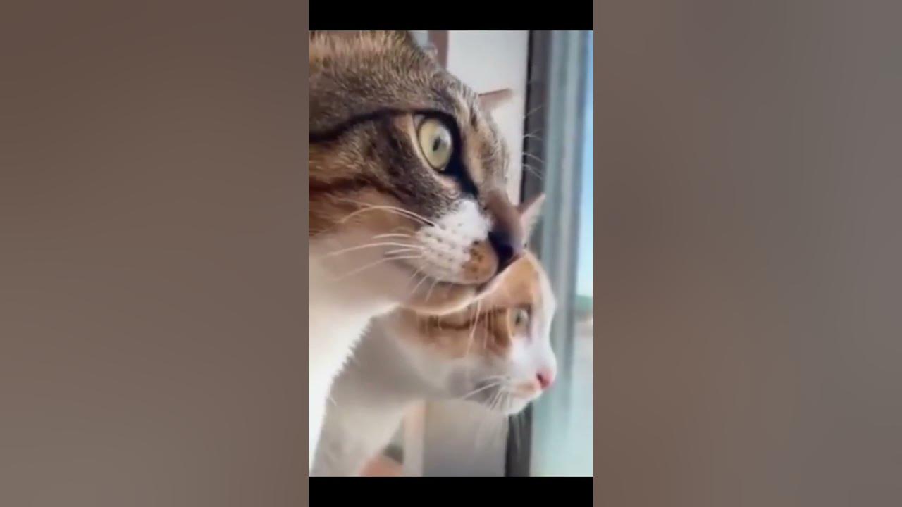 Can someone translate the cat language for me? Cutest Dogs and Cats