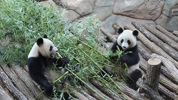 Two Giant Pandas Moving to Scotland