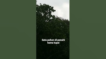hama tupai yang meresahkan petani #tupai #tupaikelapa #hamatupai #berburu #hunting