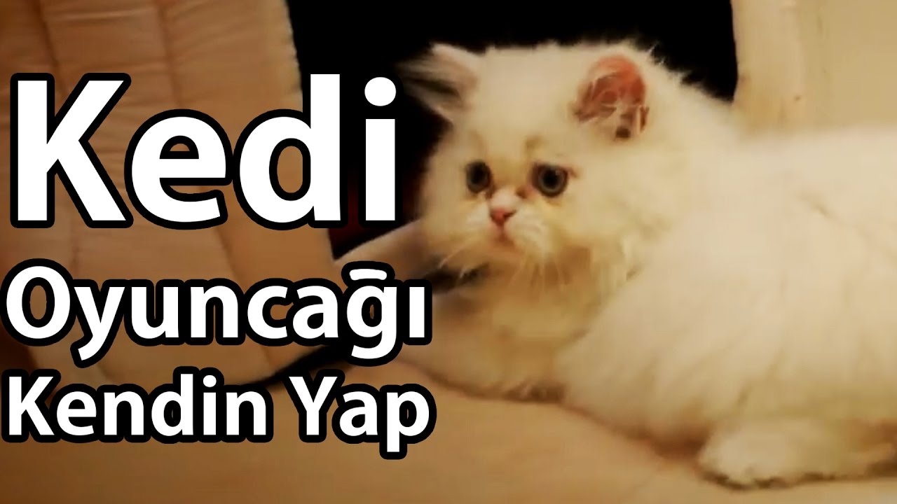 Kedi Ve Ucuz Oyuncak Yapimi Youtube