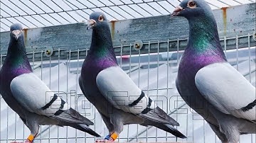 The Racing Pigeons Process: Breeding Loft Overview