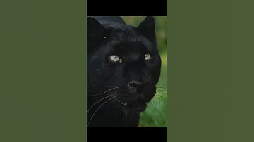 Black Panther Killed Python