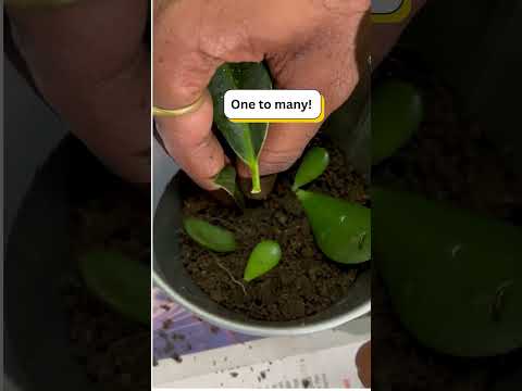 World Environment Day