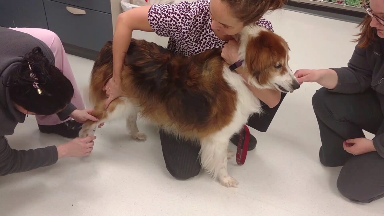 Standing Restraint for Saphenous YouTube