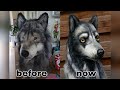 how to made a realistic wolf dog fursuit head (refurbished my old wolf head) diy