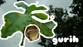 Mukbang buah pohon jati!! Bikin nagih