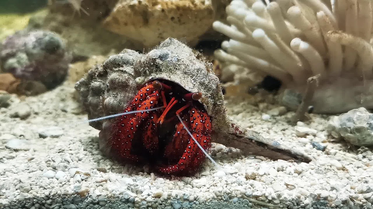 My first red hairy hermit crab