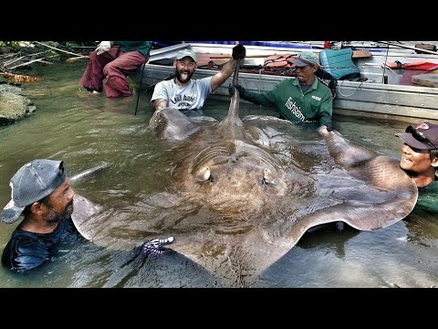 Video: Quanto è Breve La Durata Della Vita Di Una Razza Gigante?