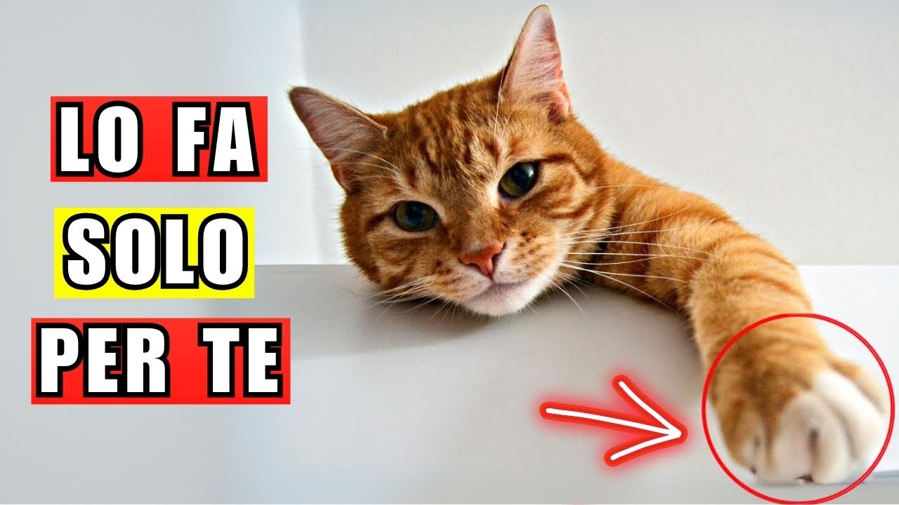 10 cose che i gatti fanno SOLO per i loro umani PREFERITI!