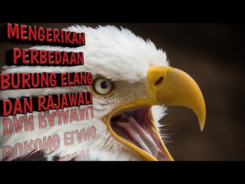 Video: Apakah elang dan elang sama?