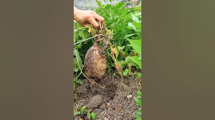 Smart Agriculture Tool #agritech #agriculture #viralshorts