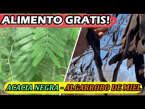 Video: Variedades comunes de acacia: aprenda sobre los diferentes árboles y arbustos de acacia
