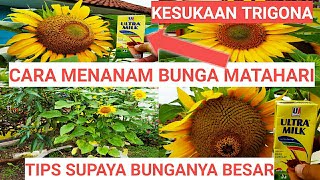 TIPS! Menanam BUNGA MATAHARI | Bunga kesukaan lebah Klanceng.